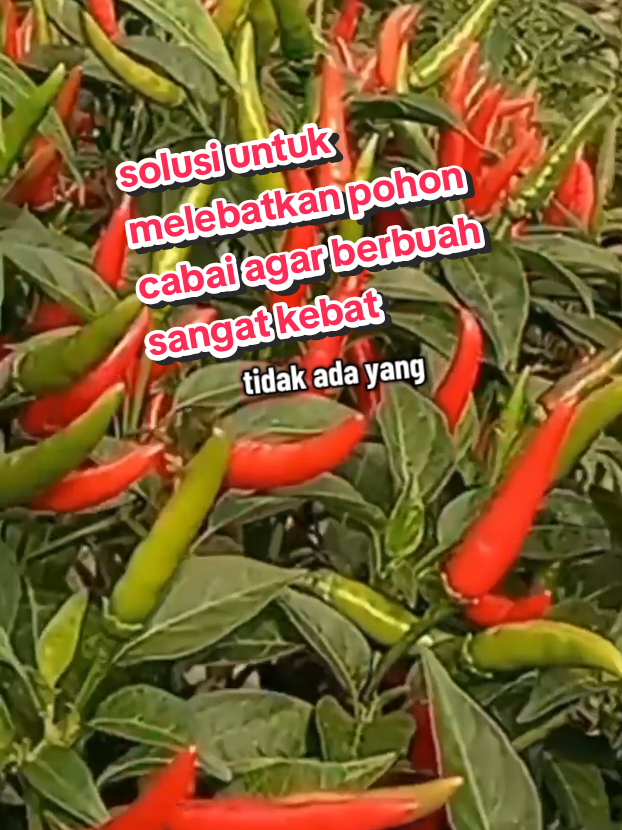 cara ampuh melebatkan kan pohon cabai agar berbuah sangat lebat#fyp #pupukbooster #cabai #petanimuda 