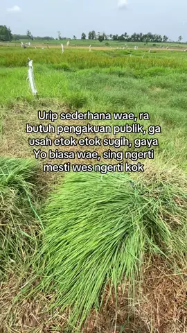 sak mampu ne wae😁#peternakmuda #sobatngaret #sapijumbo #fyp #bosmuda 