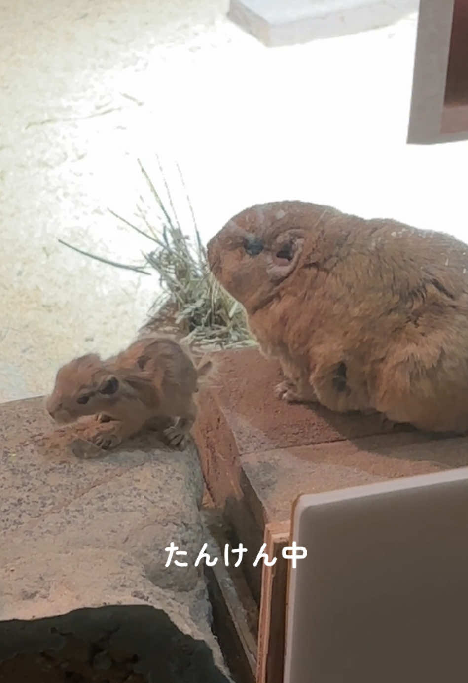 \ グンディの赤ちゃん誕生🎉 /  9/16に産まれた赤ちゃんグンディ！ 小さくとも既にモフモフの体と逞しい後肢は紛れもないグンディです。 展示場では稀に親子一緒にいる姿を見ることができますが、引き続き子どもたちの成長を静かに見守って頂きますようお願いします。 #グンディ #足立区生物園 #生物園 #赤ちゃん #グンディベイビィ 