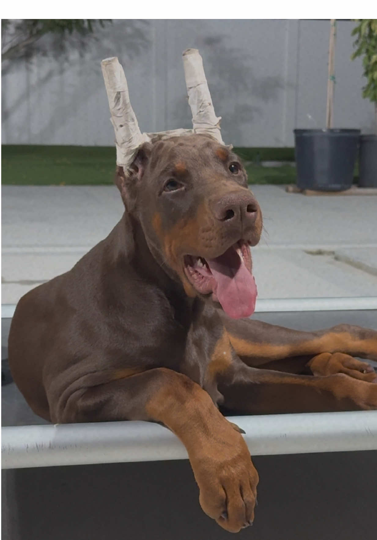 Our boy Kovu 😍 #divinekaosdobermans #europeandobermanpuppy #dobermanpuppies #earcropping 