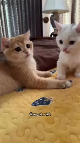 من الصدمه وقف 😂😊❤ #abdallahabdelsattar #d #div 