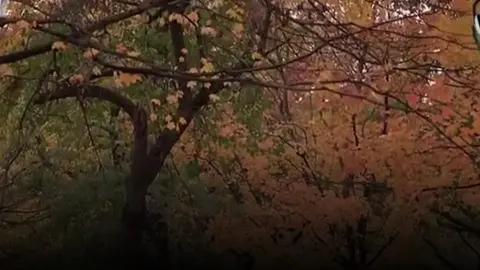 #پاییز🍂🍁 #livehighlights #عەربەت #سلێمانیەکەم_هەولێر_کەرکوک_کەلار_سەیسایەق #نابۆشارچێتی 