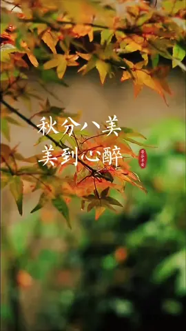秋分八美，美到心醉 秋分，秋色平分，四季轮转间，醉了半个秋天，美了一半人间。 雁字横秋，金风送爽。 桂子飘香，蟹肥菊黄。 风吹芦白，祭月抒怀。 金稻银棉，枫丹杏黄。 #二十四节气#秋分#传统文化#美景