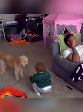 Dog: I’ve put up with you long enough!#funnyvideos #dogs #foryou #dogsoftiktok #funnydog #doglover 