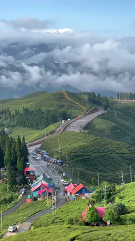 📍Kanyam , Ilam #eastnepal  #traveling  #ilammuser  #kanyam  #nature 