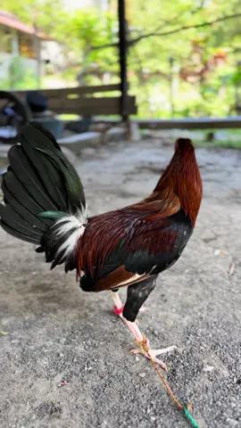 #ayamphifin🇵🇭🇵🇭 