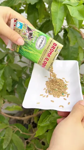 Chuột biến mất hoàn toàn nhờ gói thóc chuột nhỏ này #thocchuotsinhhoc #thuongmuito 