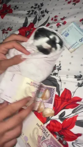 gahagahag😂😂😂#viral #maci #rip #hurdhra #leket @ᝰ🚬 