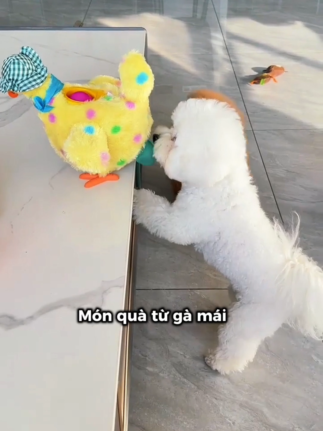 Món quà từ gà mái #dog #poodle #thucung #fyp #funny