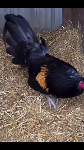 ayam import #Philipina#fyp 