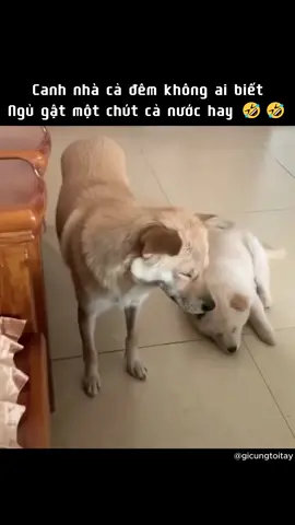 hồi hôm ngủ hông được gì chơn á.giờ quá chòi quá đắt buồn ngủ ời🥱🥱🥱