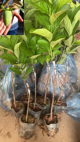 Hồng tứ quý hậu Lộc thanh hoá#xuhuong #tiktok 