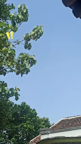 #CapCut #branda #maniezt #fyp 