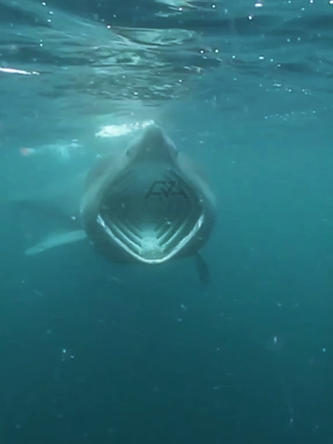 Raksasa Laut Jinak yang Bisa Loncat! #FaktaHiu #OceanLife #BaskingShark