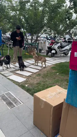 #pet #xuhuong #fyp #trending #dog 