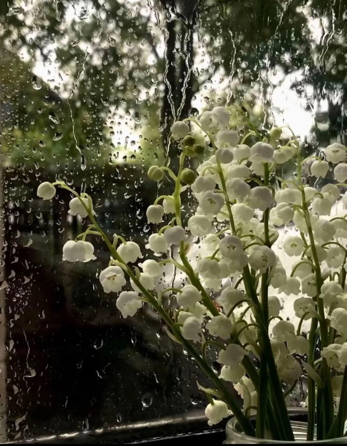 Bạn biết ý nghĩa loài gia này là gì không 🥺 sẽ có rất nhiều người để hoa này làm hình nền điện thoại với một hy vọng....😔#nycquaylai #xuhuong #xuhuongtiktok #tuongtac #tâmtrang #binxinggai 