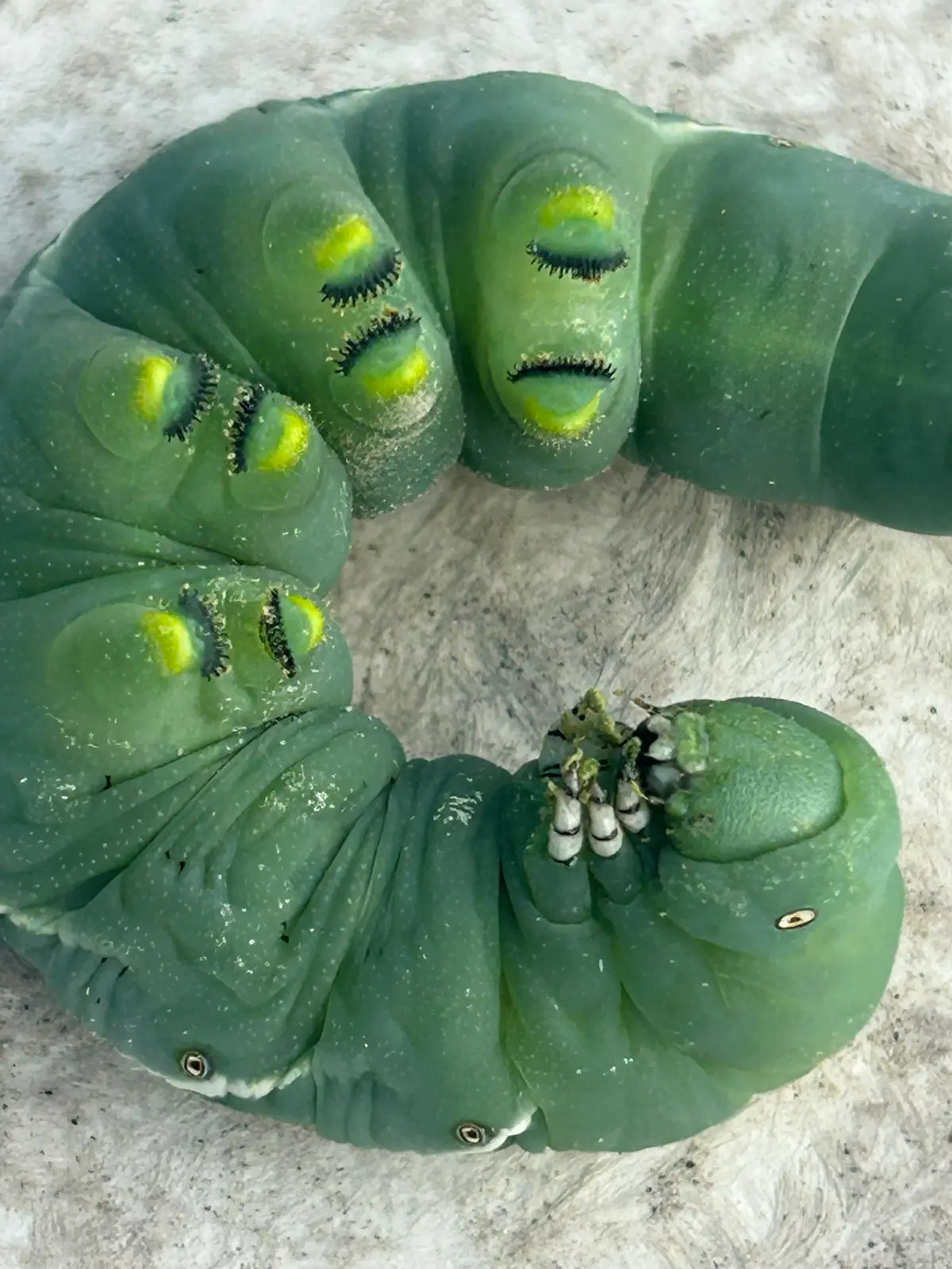 #caterpillar #tomatoes #desertlife #organic #thehealinghomestead 