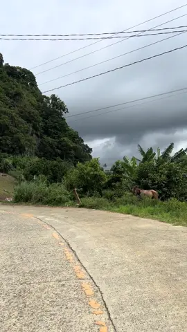 #nedlakesebu #niceview #fyp #mountainteacher👩‍🏫⛰️ 