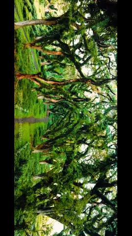 Lost in the mystical embrace of Hutan Djawatan 🌳✨... where ancient trees whisper secrets, and nature's serenity heals the soul. 🌿💆‍♀️ #djawatan #djawatanbanyuwangi 