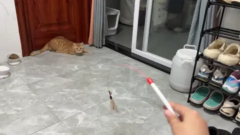 chưa đến 10k mà còn free ship #yeudongvat76 #khaidihoc #meo 