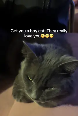 I hate not seeing my boy all day 😫😫😫 #catsoftiktok #fyp 