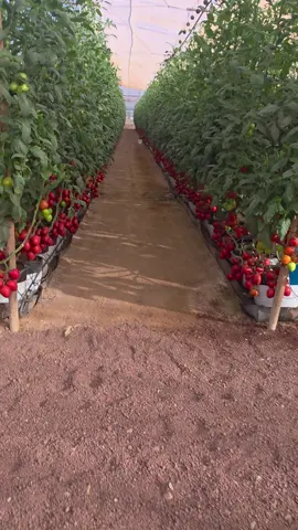 Dia de campo PINOS#tomateroma #tomate #agro#hidroponia #fertirriego