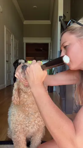 This thing helps a ton with stinky breath! Definitely recommend speaking to your vet about this  #dogtok #dogsoftiktok #cleanteeth #ultrasoniccleaner 