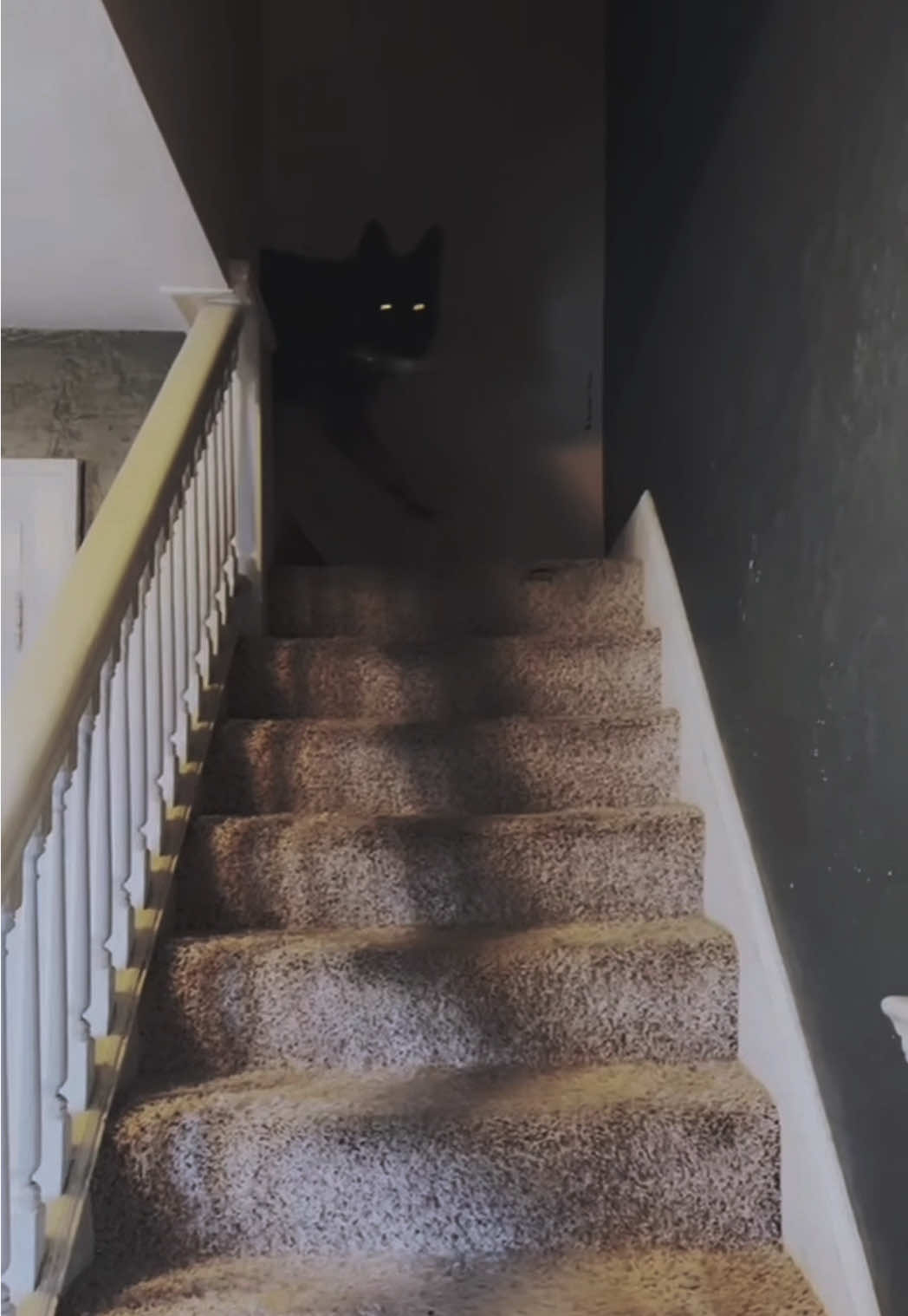 #germanshepherd #dogsoftiktok 