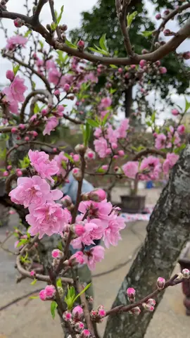 Nôn tới 28 tết cùng gia đình đi mua hoa đào với cái thời tiết lạnh 17 độ #tết2026🌸🌸🧧🎆🎇  #tết #xuân 