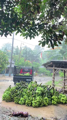🌧️🌧️ #elsapek #story #pisang #sembiluberbisa #l300lampung 