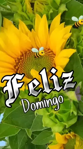 Feliz domingo #buenosdias #goodmorning #frases #arelimendoza #CapCut 