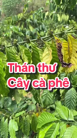 Phòng và diệt thán thư, nấm trên cây cà phê hiệu quả