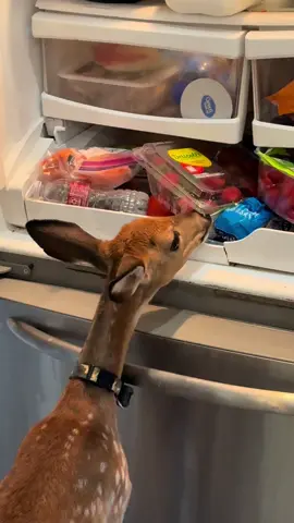 He wants everything 😂 #funny #deer #animals #cute 