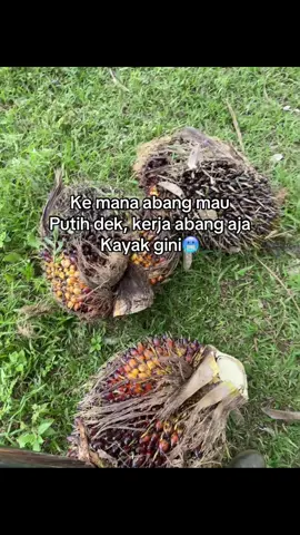 Bukan bawah Ac kerja abang dek ☀️ #kulisawit #sawitbalap #anakpetanisawit #pemanensawit 