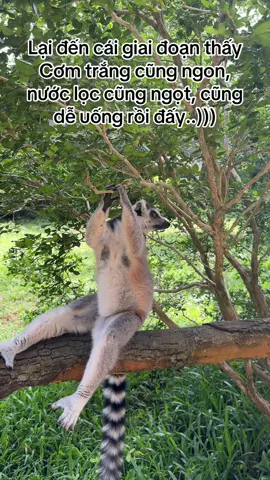 #VinWonders #GreenCreator #dulich #vinpearlsafariphuquoc #s7xnlc1 