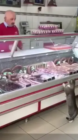 CTTO #cats #fypシ #fyppppppppppppppppppppppp #catsoftiktok #fyp 