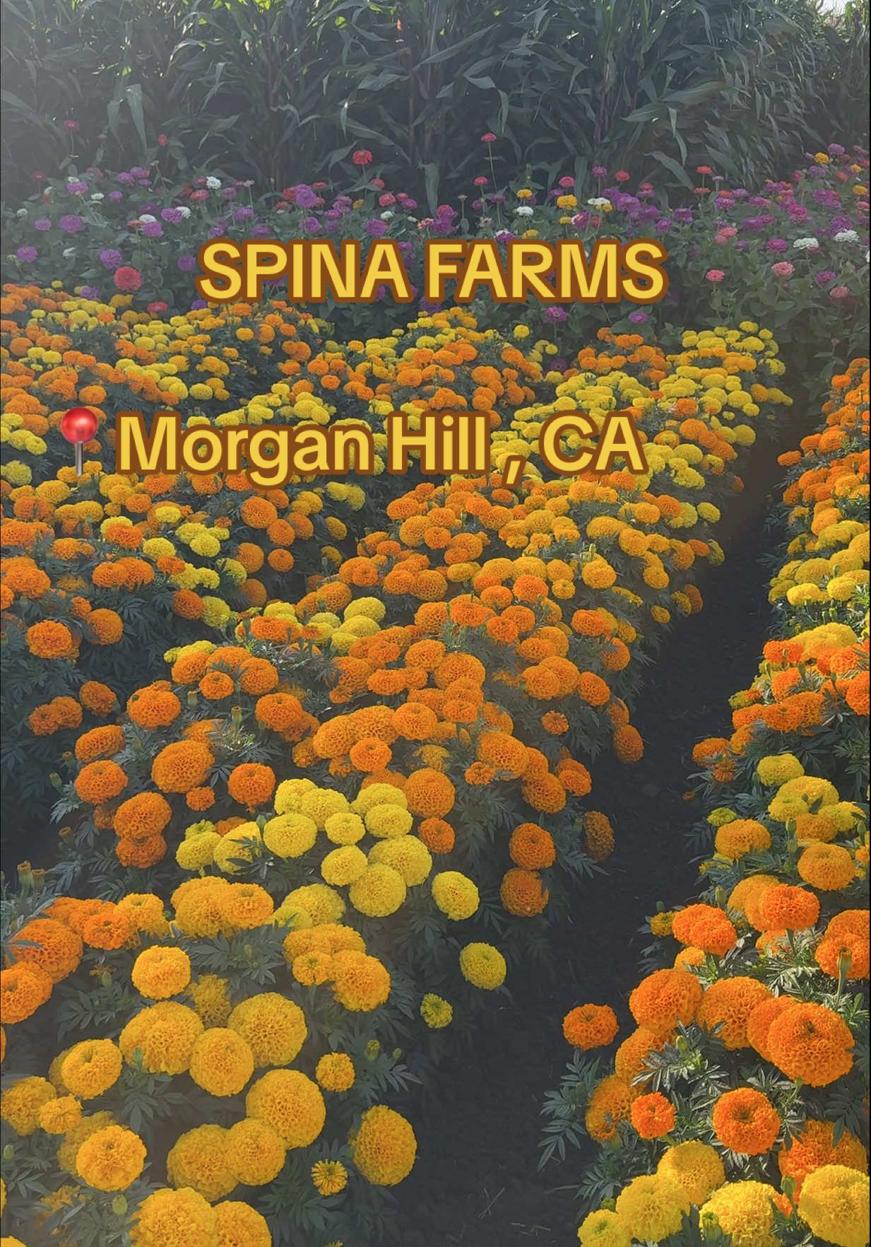 #spinafarmspumkinpatch #morganhill 