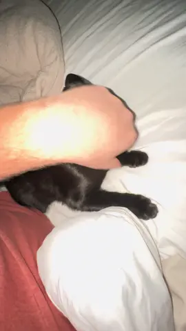 She loves the weirdest pets #catsoftiktok #cats #cattok #blackcat #kitty 