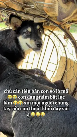 chủ cần tiền nên bán bé nên mn chung tay cứu bé #cuuhochomeo 