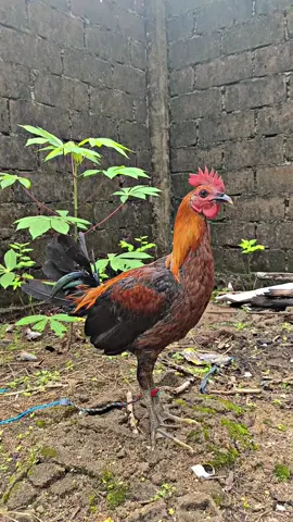 Belum Tau kalau ayam itu Manukkk😁🙏🏻#ayamfilipin🇵🇭 #masukberandafyp 