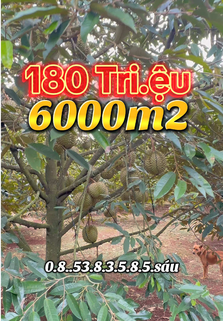 Lh e coi liền 0.8.5.3.8.3.5.8.56 #bds #trending #viral #saurieng#sauruong