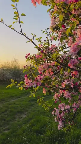 ألانسان يجب يتمنى الخير #🤲 #الشيخ_احمد_الوائلي_رحمه_الله #متابعه_ولايك_واكسبلور_ 