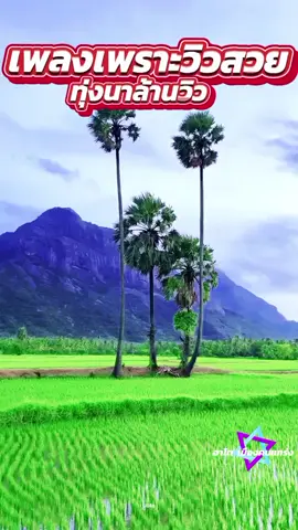 เพลงเพราะวิวสวย  ทุ่งนาล้านวิว #tiktokuni #tiktokuniverso🌍 #เทรนด์วันนี้ #100000000วิว @@อ้อมคนเหนือเพื่อชีวิต26 @@thossawatsrisai @@วัยรุ่น ยุด 80 