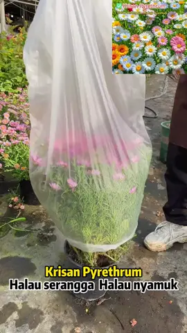 Cantiknya #bungaChrysanthemum ni, tanam senang je tapi boleh halau nyamuk serangga. Rumah ada balkoni atau laman kecil memang sesuai tanam sikit. #tanambunga #benih #taman 