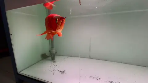 Cuối tuần chill cùng A Nhồi, đèn mayin ko app ko edit#liêmrâu #râuaquarium #bộ3dinhdưỡng #tanningT5RA 