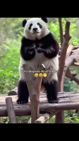 #meme #video #osopanda #trago #bailar 