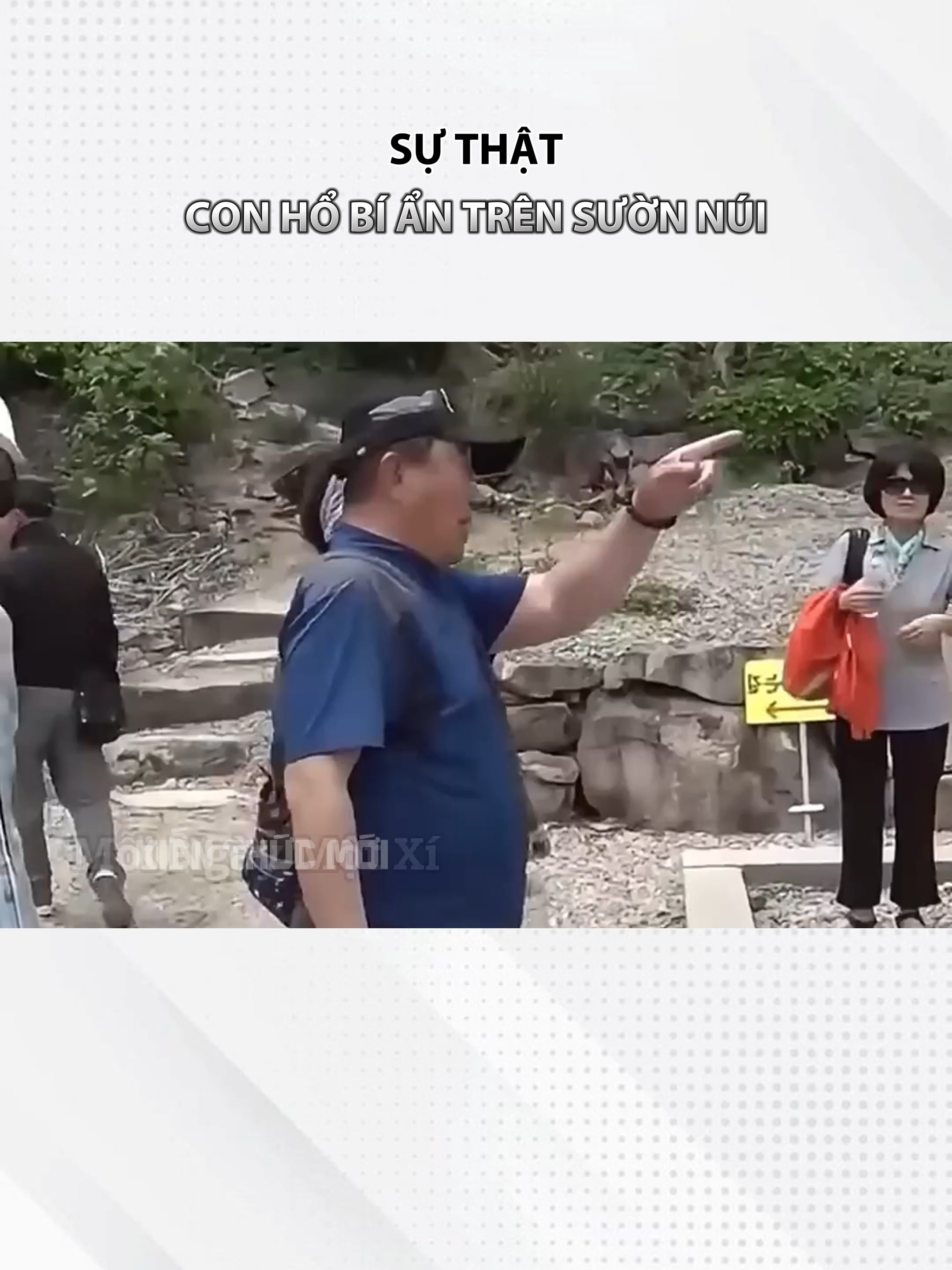 Sự thật về con hổ trên sườn núi 🤔