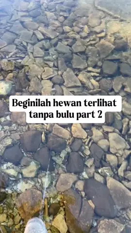 Beginilah hewan terlihat tanpa bulu  #faktaunik #hewan #tanpabulu #viral #fyp 
