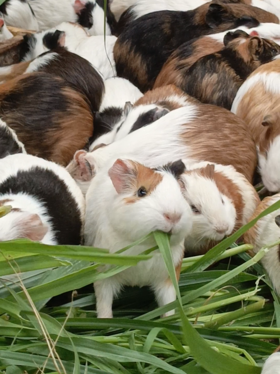 kumpulan zombie imut🐄🥸 #guineapigs #marmut #makan #hewanlucu #gemes 