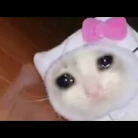 #joji  #yeahright  #cats  #sadcat  #jojivuelvelosniñostenecesitan 